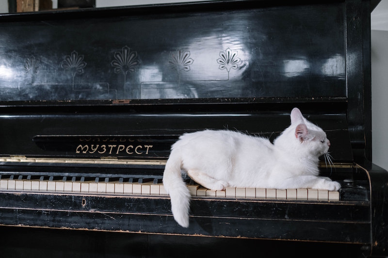 A white cat sitting with closed eyes on the high keys of an old piano.